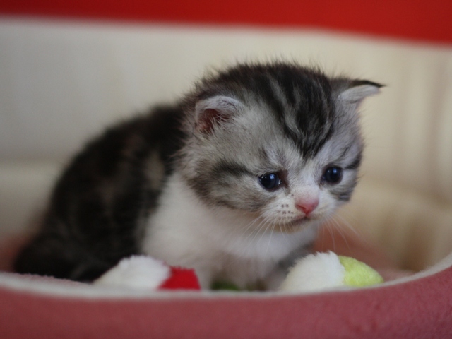 スコティッシュフォールドの子猫画像