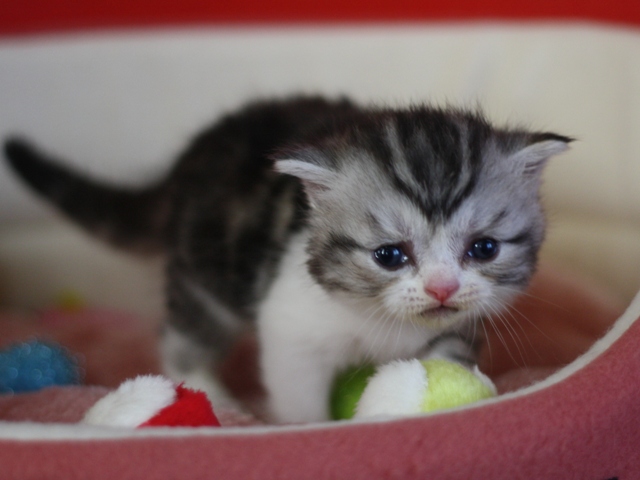 スコティッシュフォールドの子猫画像