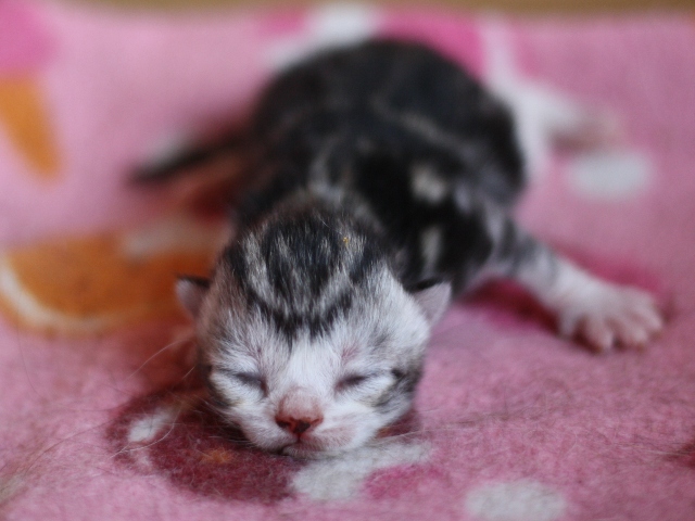 スコティッシュフォールドの子猫画像