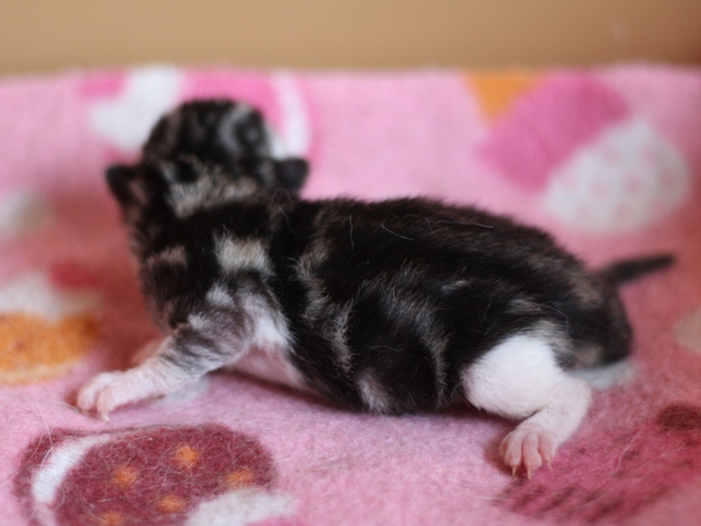 スコティッシュフォールドの子猫画像