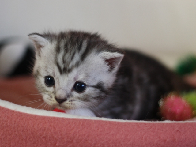 スコティッシュフォールドの子猫画像
