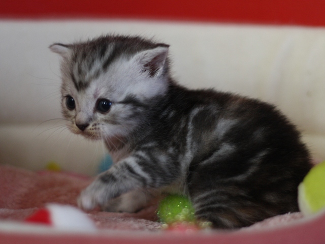 スコティッシュフォールドの子猫画像