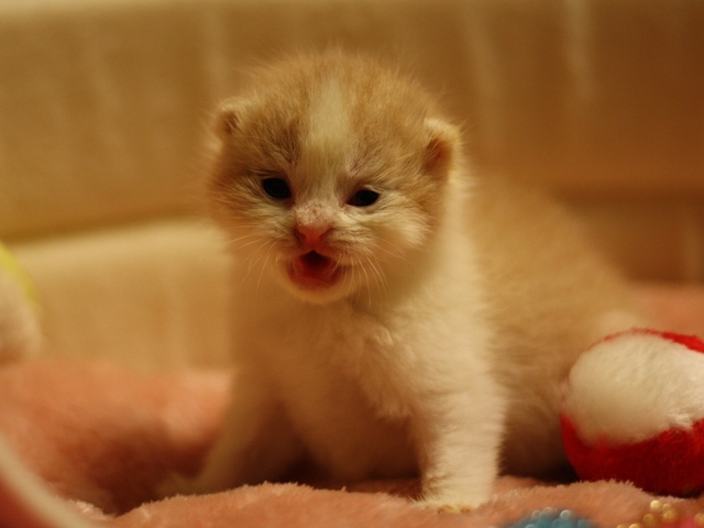スコティッシュフォールドの子猫画像