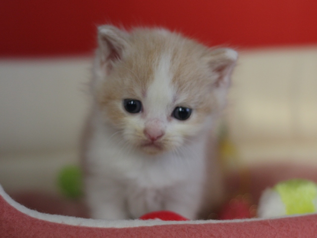 スコティッシュフォールドの子猫画像
