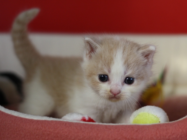 スコティッシュフォールドの子猫画像