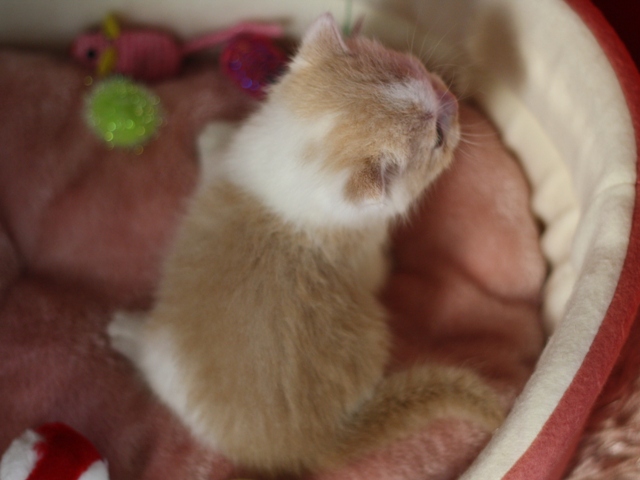スコティッシュフォールドの子猫画像