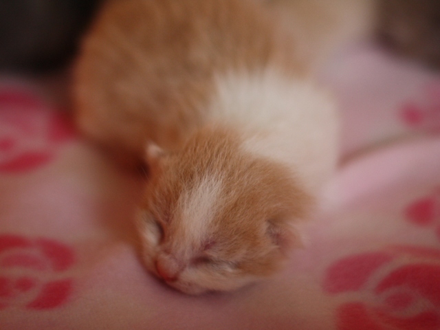 スコティッシュフォールドの子猫画像