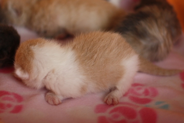 スコティッシュフォールドの子猫画像