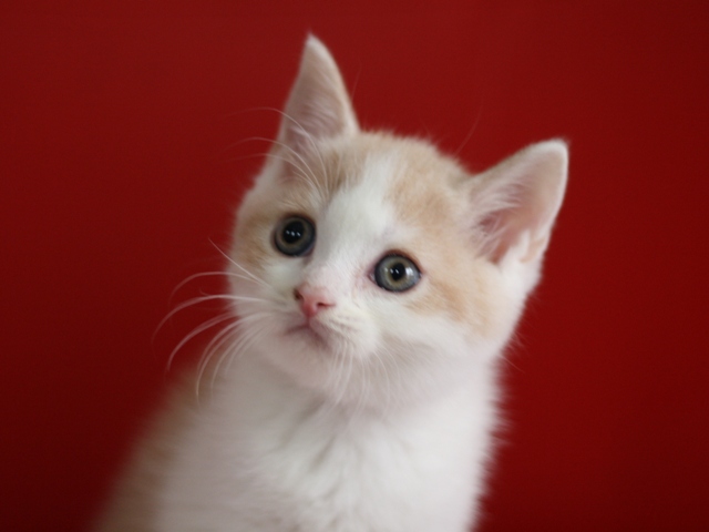 スコティッシュフォールドの子猫