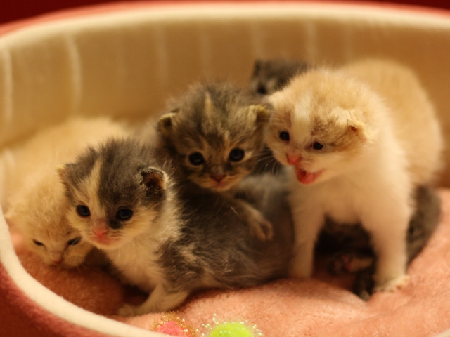 スコティッシュフォールドの子猫画像