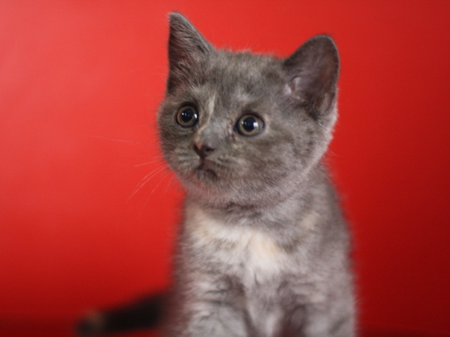 スコティッシュフォールドの子猫画像