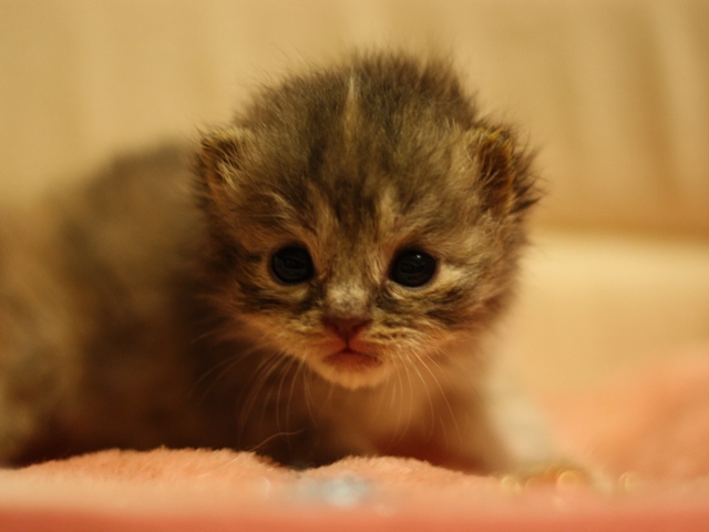 スコティッシュフォールドの子猫画像