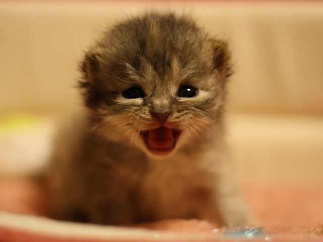 スコティッシュフォールドの子猫画像
