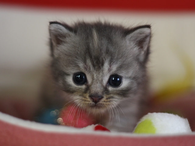 スコティッシュフォールドの子猫画像