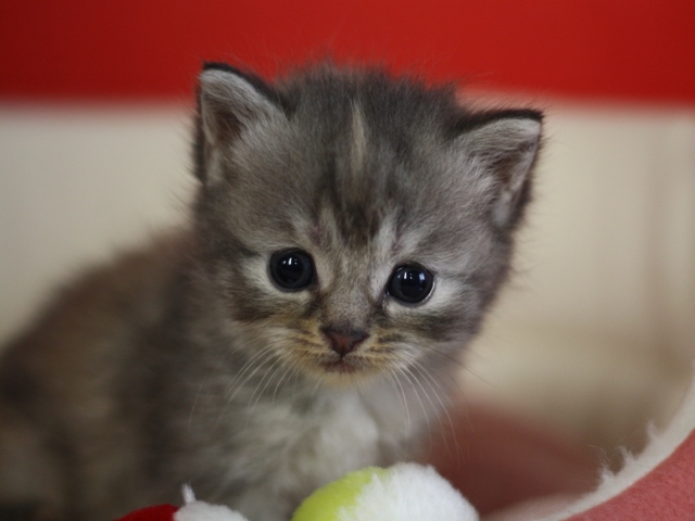 スコティッシュフォールドの子猫画像