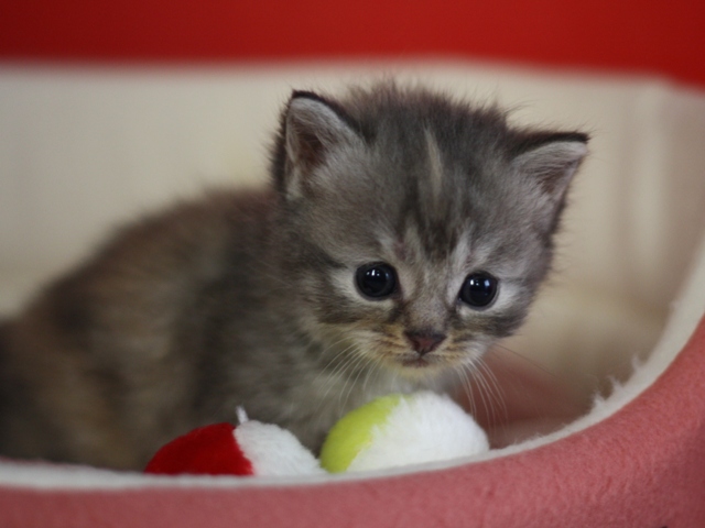 スコティッシュフォールドの子猫画像