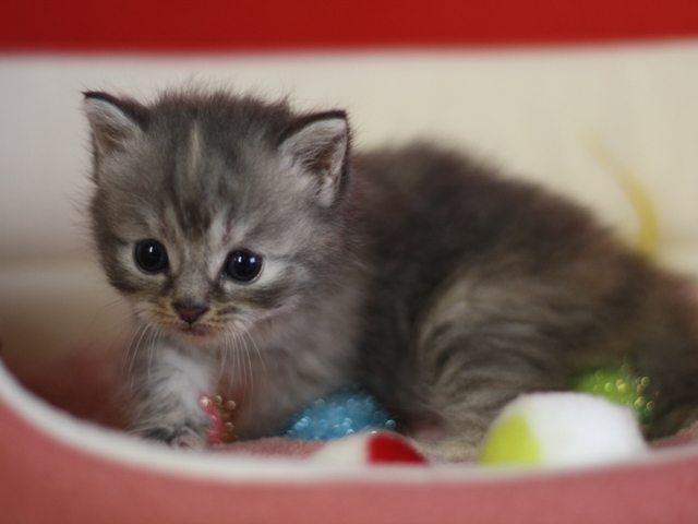 スコティッシュフォールドの子猫画像