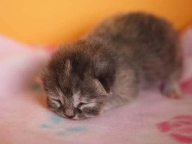 スコティッシュフォールドの子猫画像