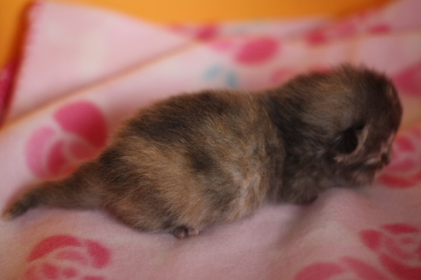 スコティッシュフォールドの子猫画像