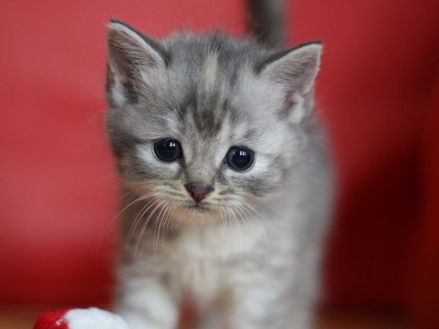 スコティッシュフォールドの子猫画像