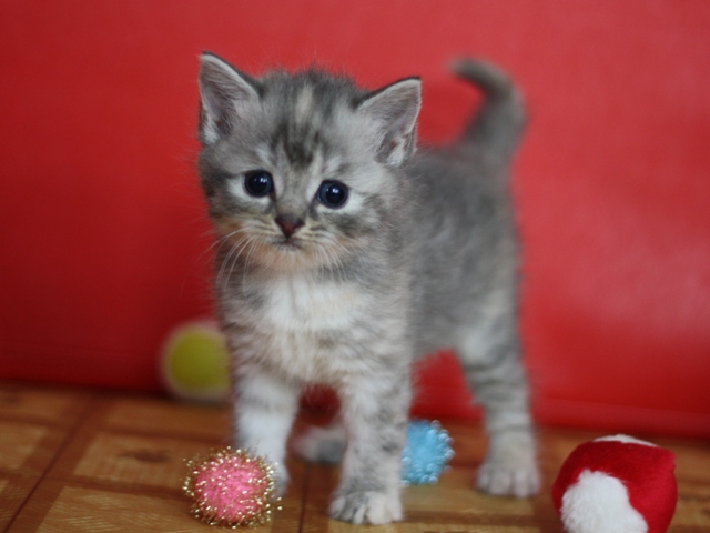 スコティッシュフォールドの子猫画像