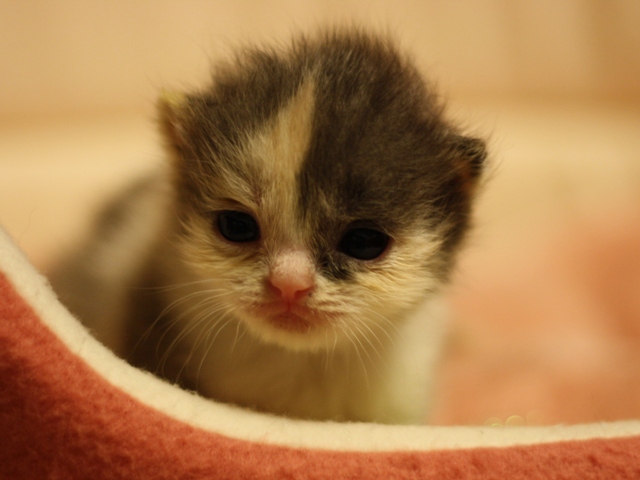 スコティッシュフォールドの子猫画像