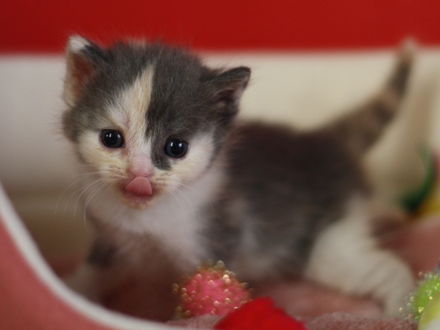スコティッシュフォールドの子猫画像