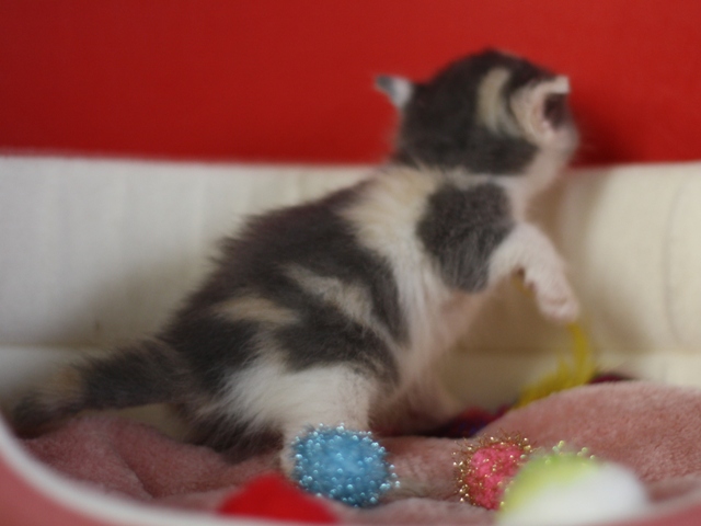 スコティッシュフォールドの子猫画像
