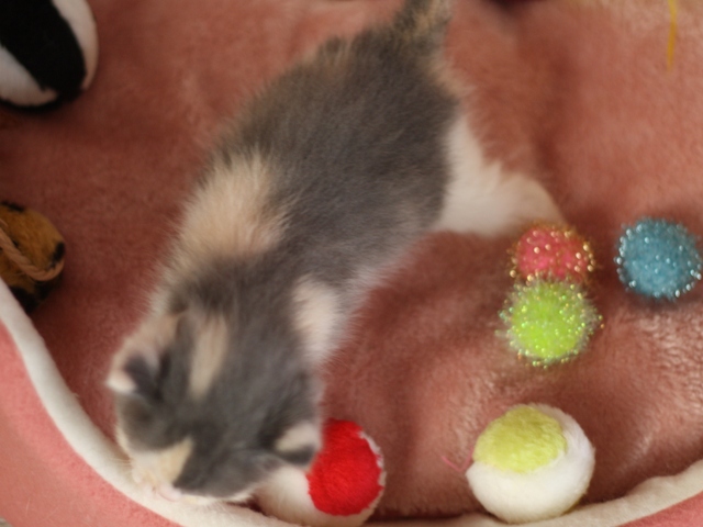スコティッシュフォールドの子猫画像