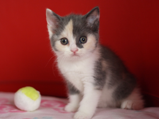 スコティッシュフォールドの子猫画像
