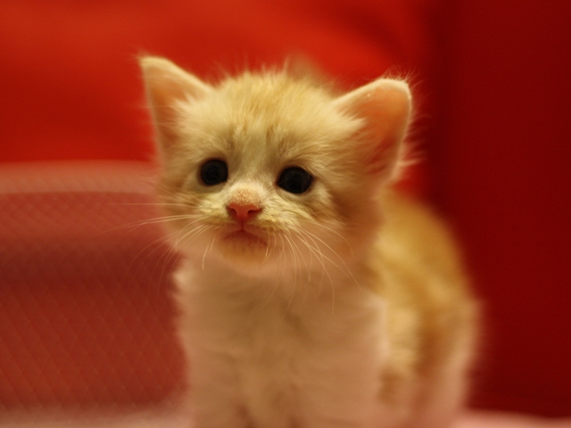 スコティッシュフォールドの子猫画像