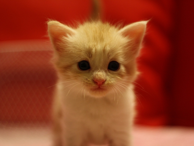 スコティッシュフォールドの子猫画像