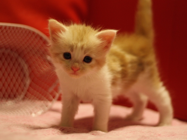 スコティッシュフォールドの子猫画像