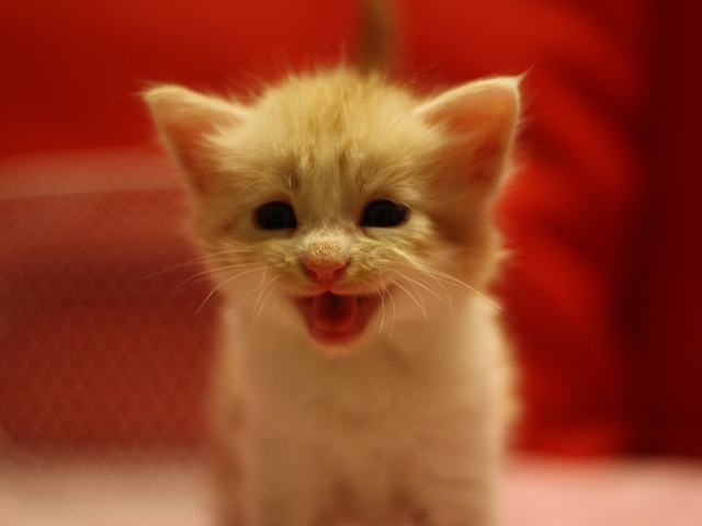 スコティッシュフォールドの子猫画像