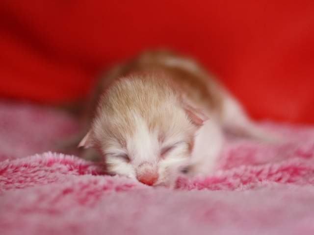 スコティッシュフォールドの子猫画像