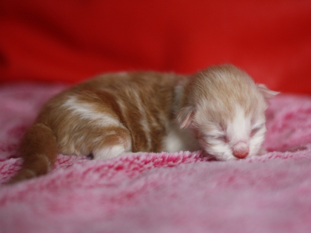 スコティッシュフォールドの子猫画像