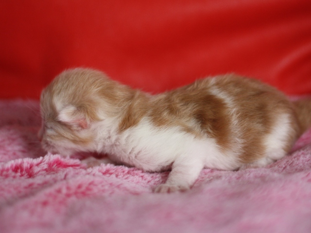 スコティッシュフォールドの子猫画像
