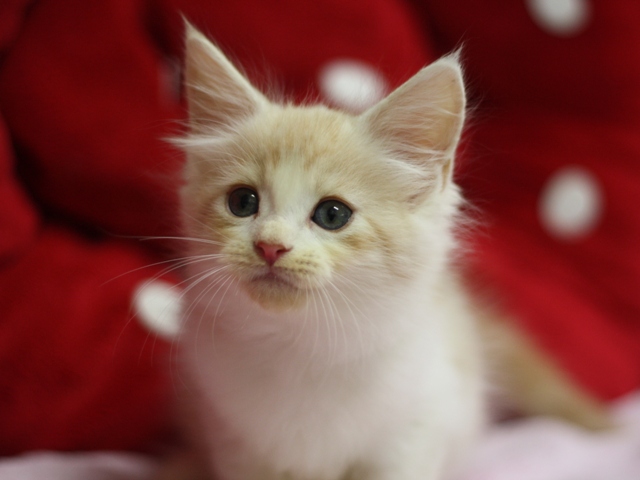 スコティッシュフォールドの子猫画像