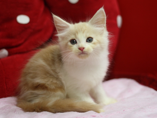 スコティッシュフォールドの子猫画像
