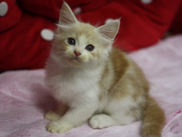 スコティッシュフォールドの子猫画像