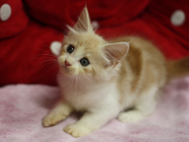 スコティッシュフォールドの子猫画像