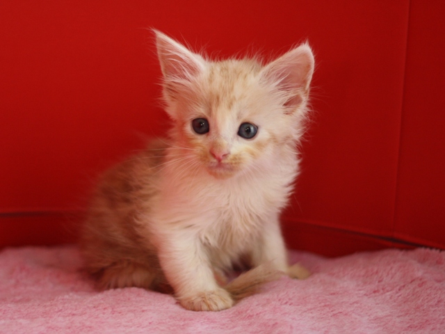 スコティッシュフォールドの子猫画像