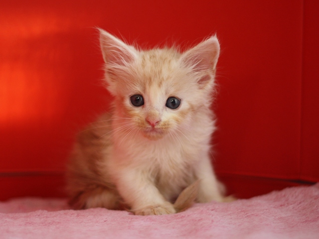 スコティッシュフォールドの子猫画像