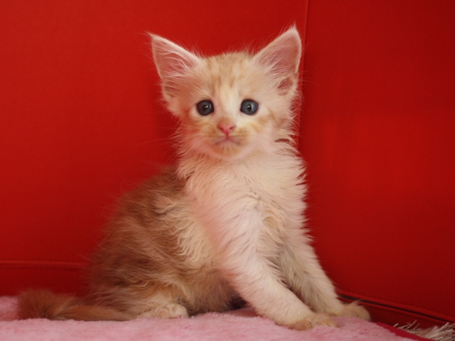 スコティッシュフォールドの子猫画像