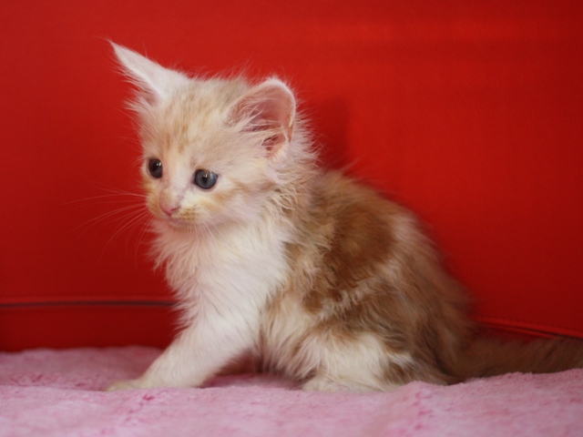スコティッシュフォールドの子猫画像