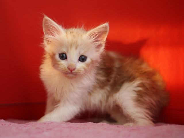 スコティッシュフォールドの子猫画像
