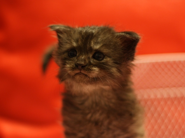 スコティッシュフォールドの子猫画像