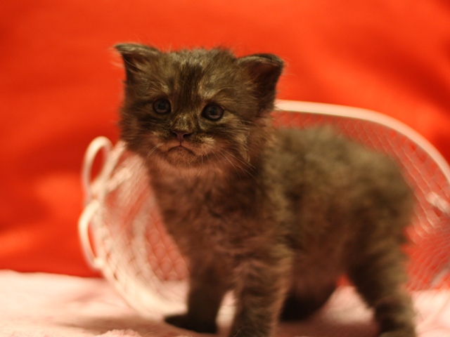 スコティッシュフォールドの子猫画像