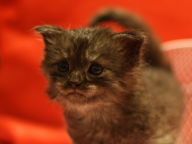 スコティッシュフォールドの子猫画像