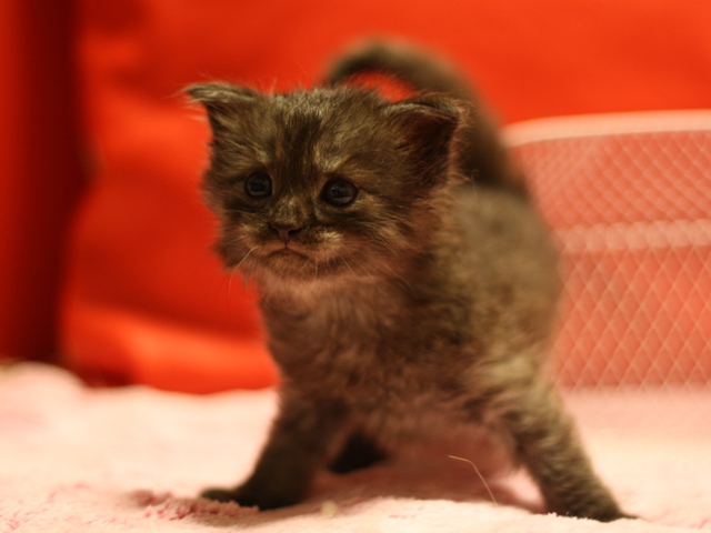 スコティッシュフォールドの子猫画像